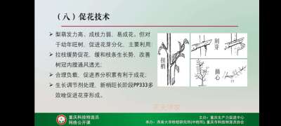 学习梨技术，提升自己。