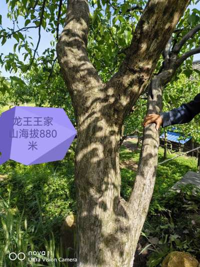 海拔880多米的苍溪雪梨，树龄近70年，自然援粉