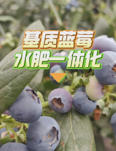 基质蓝莓水肥一体化系统，华维灌溉成套好用。
