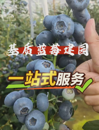 ACA第六谷&middot;蓝莓谷，基质蓝莓从建园到运营一站式管家服务...