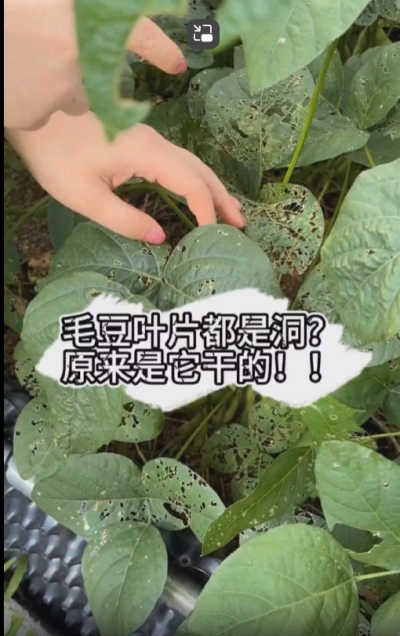 毛豆叶片都是洞，原来不是青虫吃的？