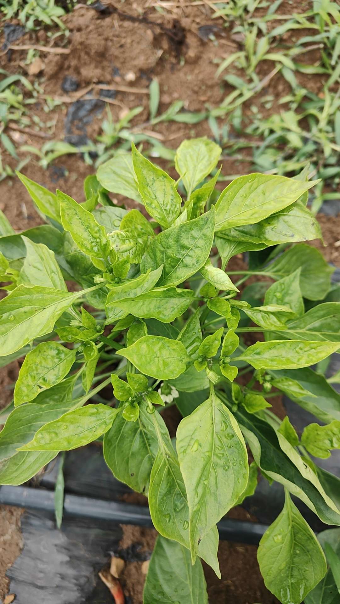 这样子的辣椒疾病