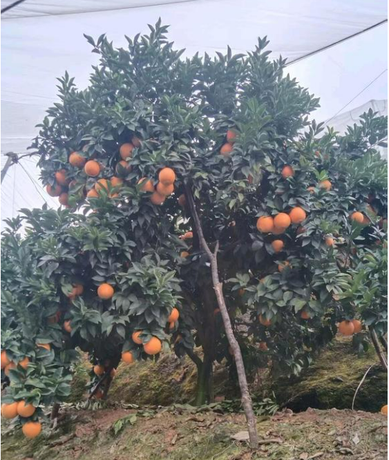 江西赣州寻乌的脐橙🍊、蜜橘🍊，咱家的赣南脐橙和寻乌蜜橘都是爸妈在自家果园防虫网棚