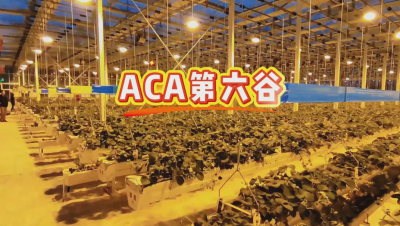 #ACA第六谷 模式，打造#ACA作物工厂，规划建园到栽培种植水肥管理一站式服务！#可控农业 #华维集团