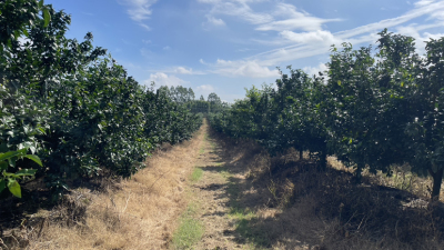 未来新型现代农场的形态如何？