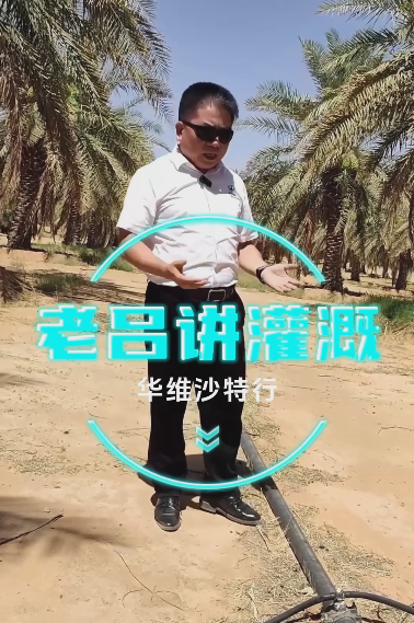 灌溉沙漠椰枣树 #华维沙特行 #吕名礼 #灌溉不止于灌溉 #老吕讲灌溉