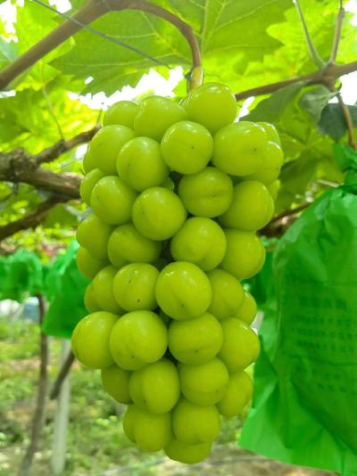 葡萄施用有机肥的功效和方法，你知道吗？