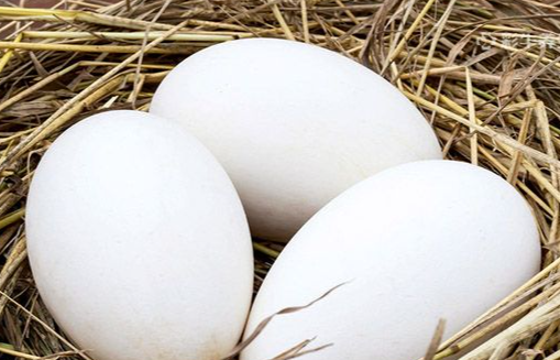 鹅蛋

采购意向地：&nbsp;面向全国
送货地区：&nbsp;云南昆明官渡区
其他要求：&nbsp;寻求靠谱