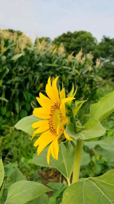 自己种的瓜果蔬菜没有使用农药。健康的蔬菜。