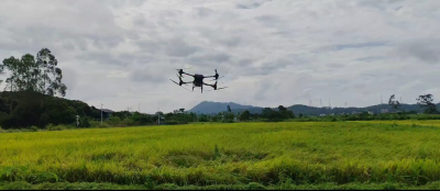 无人机吹水作业，抓住短暂的雨停时间，抢收稻谷！