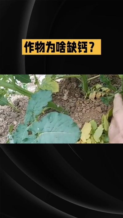 地里明明不缺钙，为啥农作物还会缺钙？