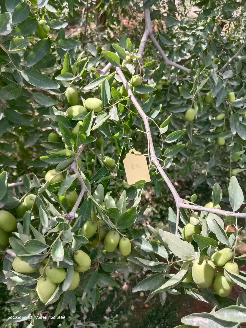 这是棵黄化树，艾乐根处理，100毫升，树盘开浅沟（10㎝），兑水35斤冲施，埋沟。现在产量很棒