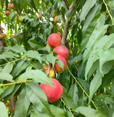 珍珠枣油桃5号珍珠枣油桃6号 珍珠系列陆续上市，产地有货