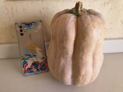 株洲市仙庾岭山脚下种植的有机生态金香蜜南瓜。喝山泉雨露长大，口感最是甜粉糯。对所