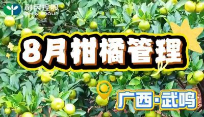 8月份柑橘管理#利民控股#走进田间