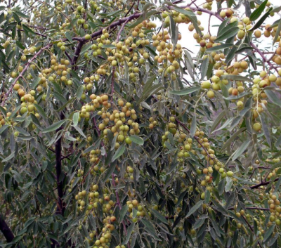 [采购/收购]沙枣&nbsp;200斤
采购意向地：&nbsp;面向全国
送货地区：&nbsp;山东
其他要求