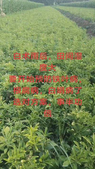雨期过后白术病害要防治了
预防铁叶病，白娟病
现在也进入了膨大期
可以打膨大的