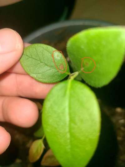 蓝莓叶斑病高温湿发，叶斑霉层致早落，农化生防结合控病保产