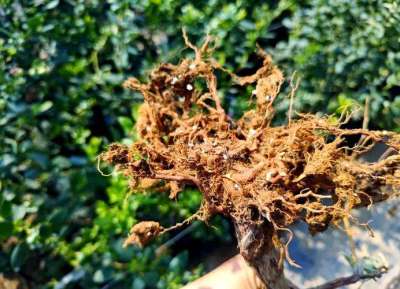 蓝莓根腐病镰刀菌致，根腐叶枯株萎，农化生防结合控病保产