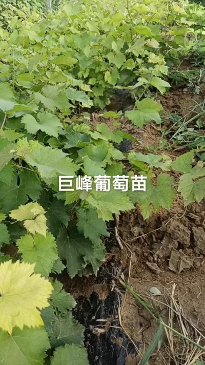 巨峰葡萄苗。一年扦插苗。需要联系。苗圃基地直销！需要联系18534302961