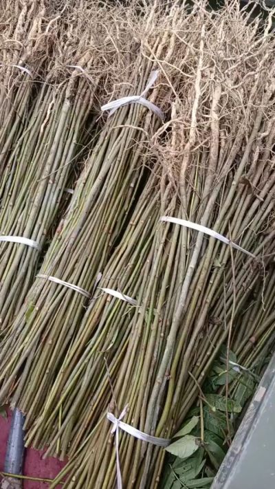 臭椿苗，一年子播苗，大量供应！苗圃基地直销。需要联系