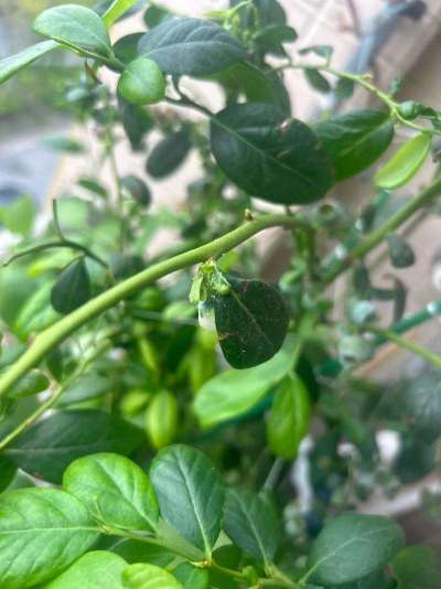 蓝莓白粉虱：从识别到防治的全指南