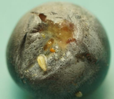 蓝莓果蝇危害大，综合防治要趁早，农物化生结合保蓝莓品质