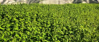 甘肃省兰州市永登县通远镇今年的荞麦价格3.5左右，大面积种植。