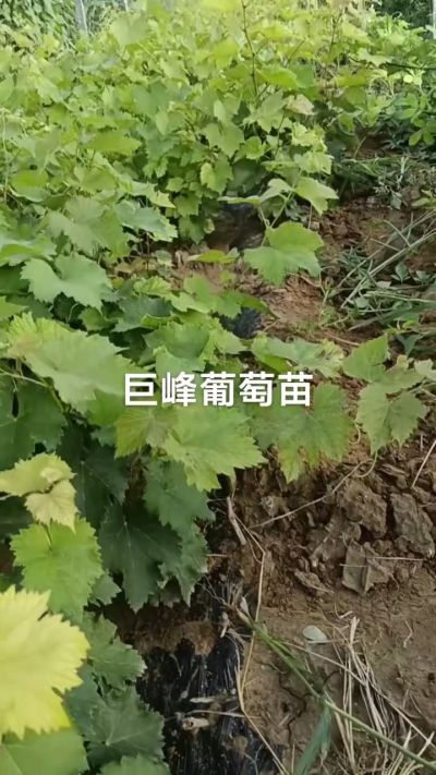 巨峰葡萄苗，优质种苗，一年扦插苗，需要联系18534302961