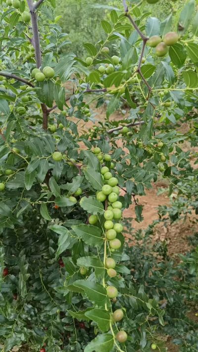 晋酸六号，药用酸枣高产苗。需要联系18534302961