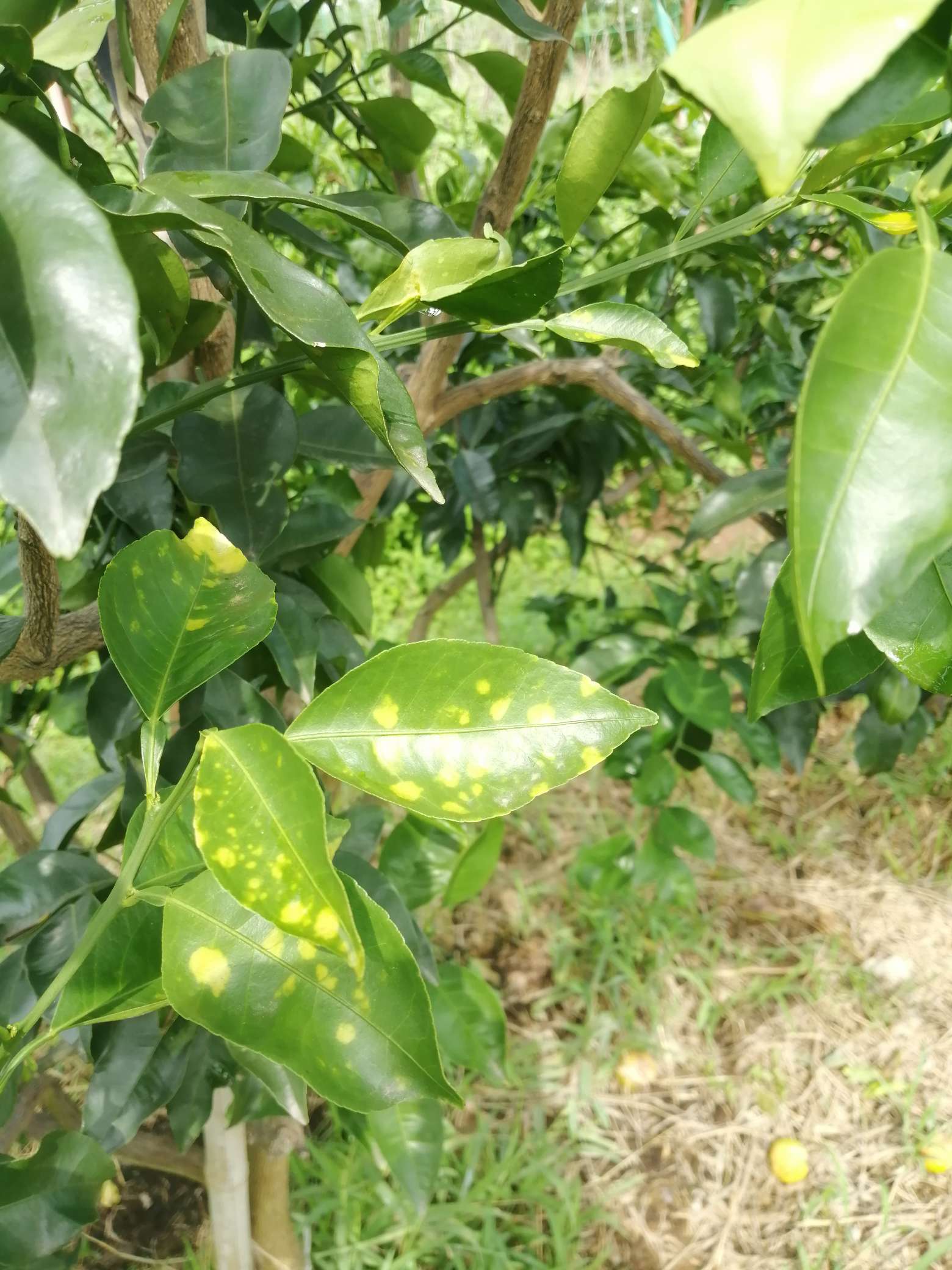 叶斑病，真菌感染