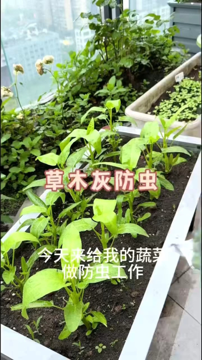 草木灰防虫，防根腐病