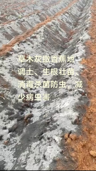 [太阳]纯植物草木灰源头厂家，草木灰广泛适用于各类农作物，是性价比很高的有机肥