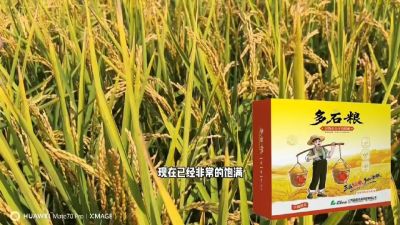 多石粮-谷物小分子有机酸，田间表现。
剑叶挺拔，灌浆饱，千粒重，上粮快。