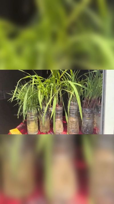 微生物菌剂，出厂前每克添加5亿微生物。最新实验生根育苗，保证不烧苗，促进毛细根增长，抑制病虫害，疏松土壤，保水保肥。近期需要用肥的老板提前联系，19331068337微信同步。