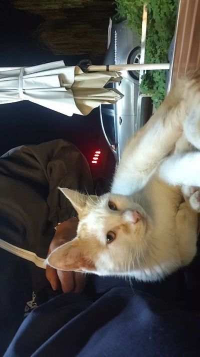 这是我在野外今年春天开始喂养的小猫🐈🐱🐱🐱🐱🐱🐱🐱🐱🐱🐱🐱很可爱