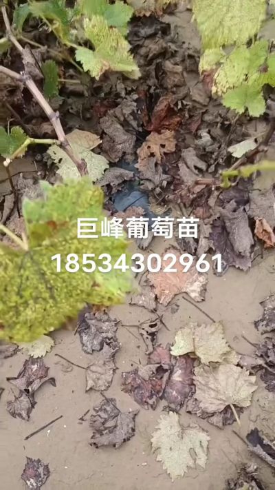巨峰葡萄苗，一年扦插苗，苗圃基地直销！需要联系18534302961