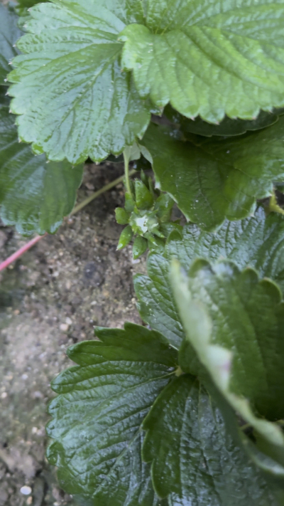 控不住就坏，控好了，比二冷冻快