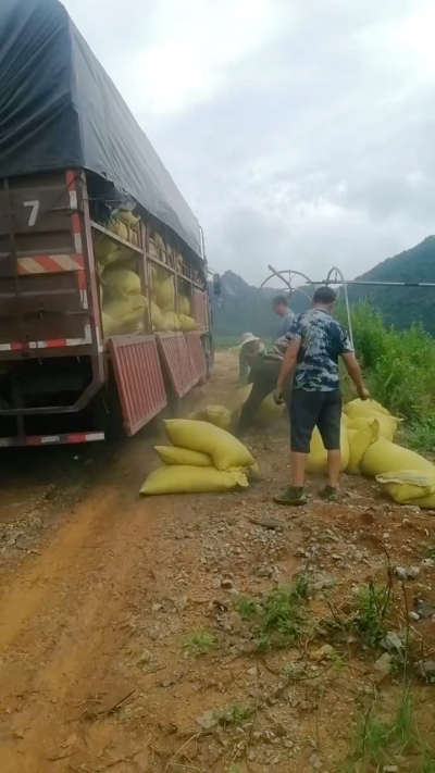 种植前先撒草木灰犁地，调节土壤，增加土壤肥力
#农业种植