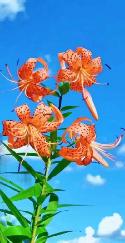 美丽的花散发幻清香，难己释怀。