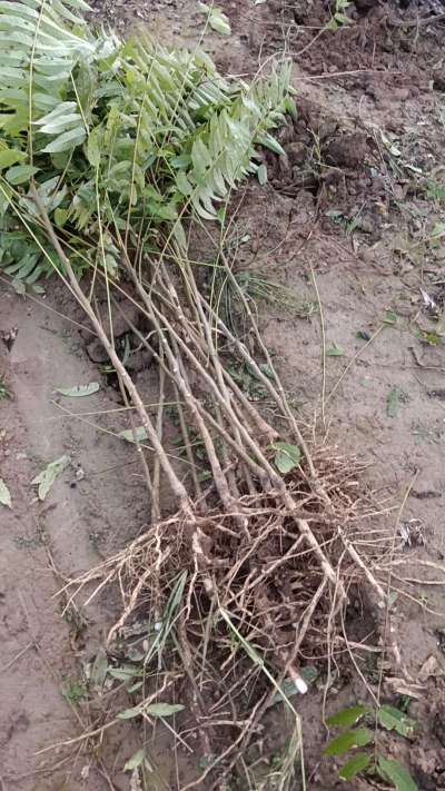 出售臭椿苗，巨峰葡萄苗。药用连翘苗，科研五号优质种苗，2/5年苗，药用连翘树，挂果树，全国包邮到家！财富密码18534302961