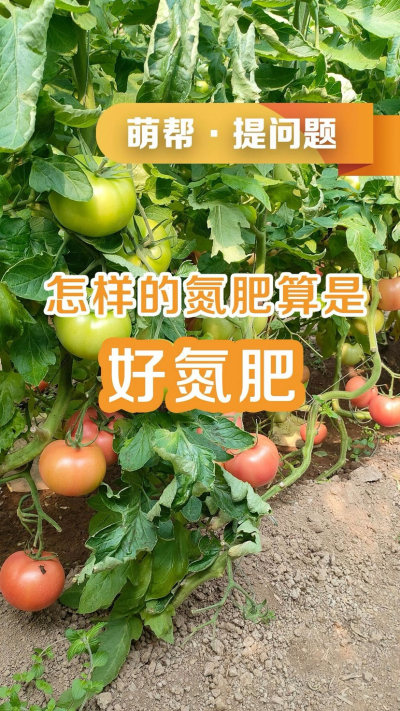 怎样的氮肥算是好氮肥