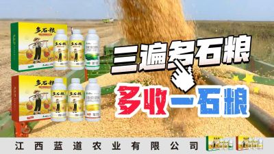 冬季种植，油菜，小麦，草莓等作物的，出现了除草剂药害，黄叶，僵苗，苗不长等问题，马上用多石粮，确保5天见到效果。