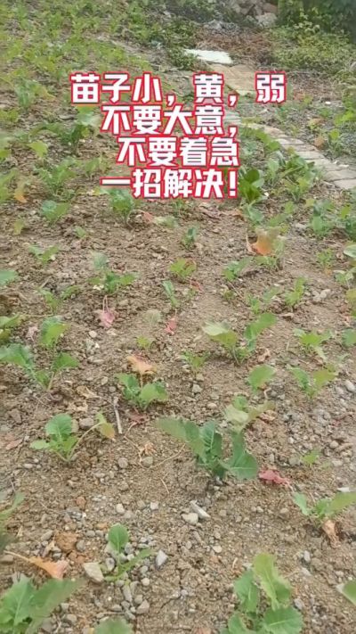 油菜苗子弱苗子小，就用多石粮，5天见效果。