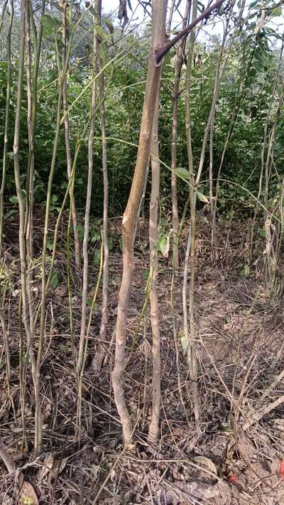 出售臭椿苗，巨峰葡萄苗。药用连翘苗，科研五号优质种苗，2/5年苗，药用连翘树，挂果树，全国包邮到家！财富密码18534302961