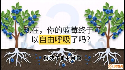 第3节：别把树&ldquo;憋死&rdquo;&mdash;&mdash;正确的定植与换盆手法,   课程：《蓝莓&ldquo;高产&rdquo;实战课：从选苗到丰收的10个关键点》