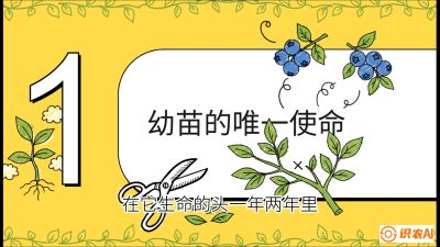 第6节：修剪决定产量（上）&mdash;&mdash;幼苗期与生长期修剪， 课程：《蓝莓&ldquo;高产&rdquo;实战课：从选苗到丰收的10个关键点》