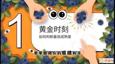 第10节：完美的&ldquo;果粉&rdquo;&mdash;&mdash;采摘时机与保鲜， 课程：《蓝莓&ldquo;高产&rdquo;实战课：从选苗到丰收的10个关键点》