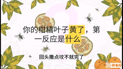 第一节：保命生死线&mdash;&mdash;黄龙病与木虱，课程：《柑橘十大病虫害：从入门到精通》