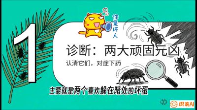 第06节：顽固虫害防治&mdash;&mdash;&ldquo;钻心虫与红蜘蛛，打准时间才服输&rdquo;《槟榔种植：从不懂到精通的10堂必修课》